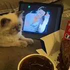 قطو بسه