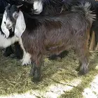 تيوس