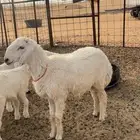 خروف حري