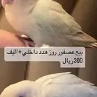 بيع روز