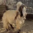 تييس للبيع سدس