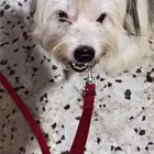 كلب مالتيزxشيتزو للتبني