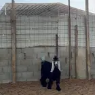 تيس عارضي