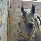 حصان عربي
