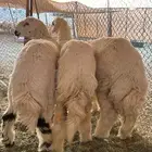 ذبايح