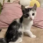 قطه للتبني