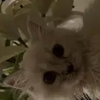 قطه