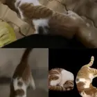 قط مفقود