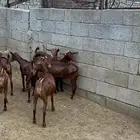 جفار تاسيس مراح