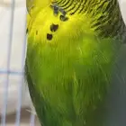 طيور بادجي للبيع