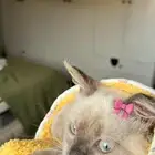 قطة هيملايا تبني