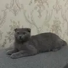 سكوتش فولد