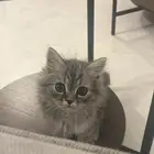 قطه ظائعه بريده حي الشقه