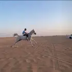 فرس عربي بدون ورق كفو العمر 4 انتاج كفو طرب وحاره جداا