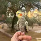 كروان اليف مره