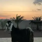 عنز عارضيه صنف
