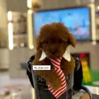 بودل بيور