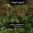 حناء عضوي منخول