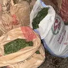 يوج خياش برسيم حش اليوم الموقع غطي