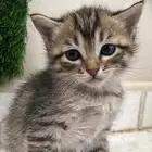 قطط صغار للتبني