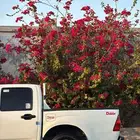 ايسوزو ديماكس نظيفه