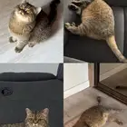 قط سكوتش ستريت للتبني