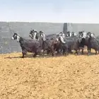 معزا عوارض صنف