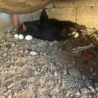 دجاج بلدي شرط