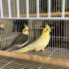 اكروان للبيع