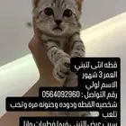 قطط