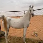 فرس شعبيه كفو