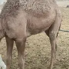 بكره شحم فل حليب وبرسم