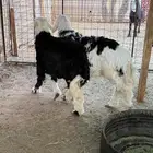 طليان نجد مقفله