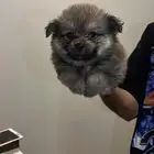 جراوي بومرينيان