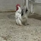 دجاج