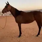 فرس إنجليزيه ثروبرد