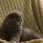 قطوه سكوتش للبيع ب 100 مع اغراضها إلا الرمل