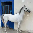 حصان عربي اصيل