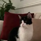قط للتبني