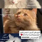 3 قطط شيرازيه للبيع