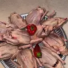 زغاليل زاجل