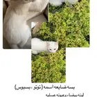 قطه مفقوده .