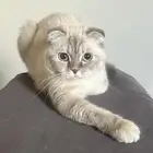قطه انثى  غير معقمه للتبني  لعوبه وحنونه