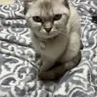 للبيع بسه سكتوش أنثى