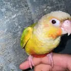 كنيور اليف جدا  ولعوب