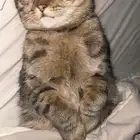 محتاج قطو للتبني