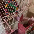 قفص طيور   أكل طيور