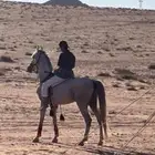 حصان