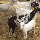 غنم طيب ومد عدد 5 كلهم معشرين و1 جدية كبيرة