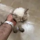 زوج للتبني